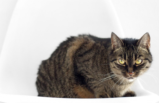 Comment viter les troubles urinaires et l'insuffisance rnale chez les chats?